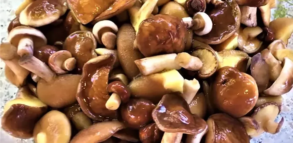 Як консервувати маслюки Як консервувати маслюки