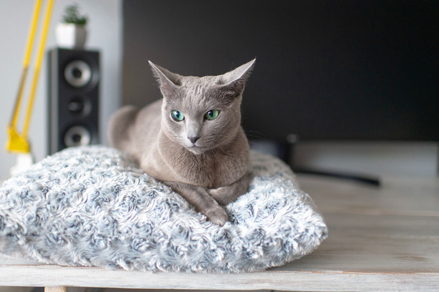 Купить котенка