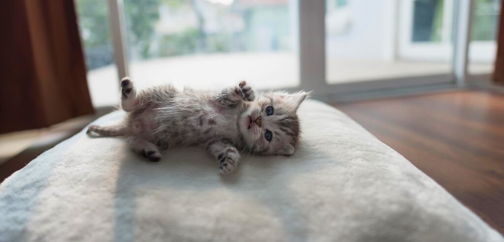 Купить котенка