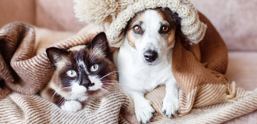 Раціон для котів і собак
